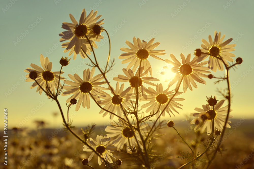 Marguerites on meadow at sunset. Summer flowers.