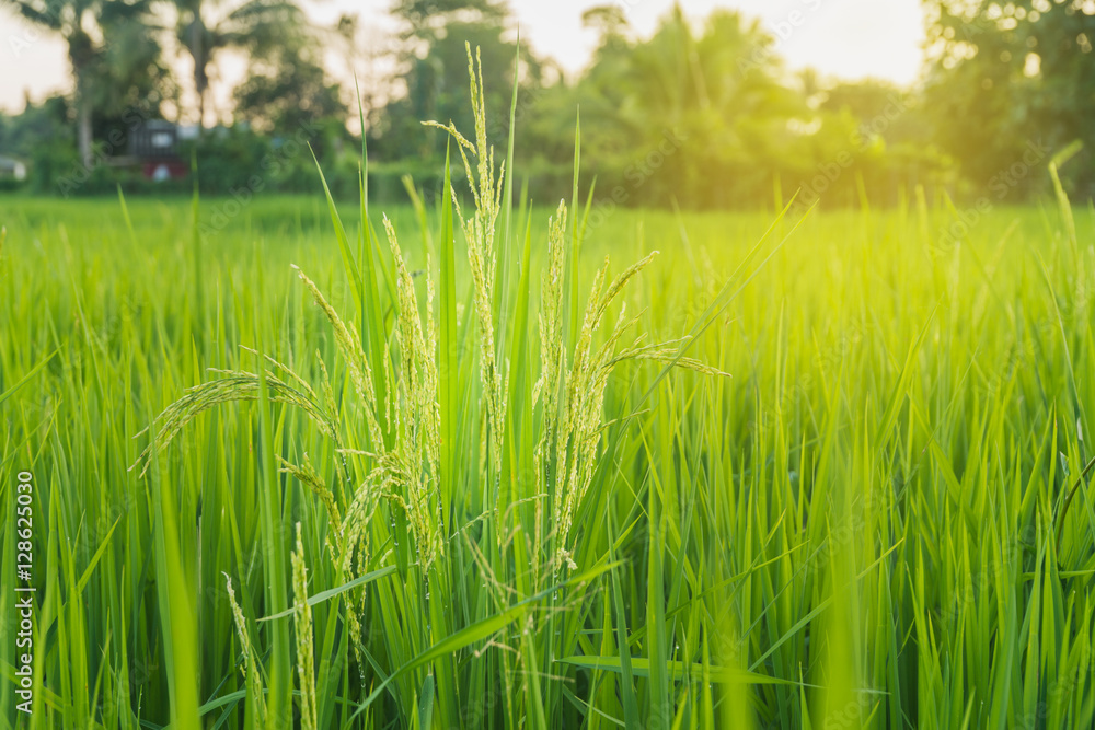 Obraz premium Green ear of rice in paddy rice field under sunrise