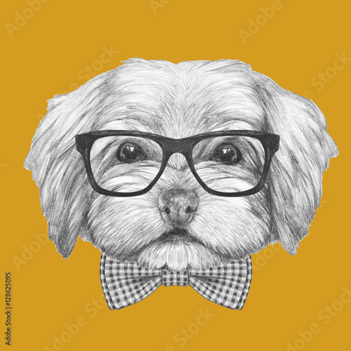 Bild auf Leinwand Portrait of Havanese with glasses and bow tie