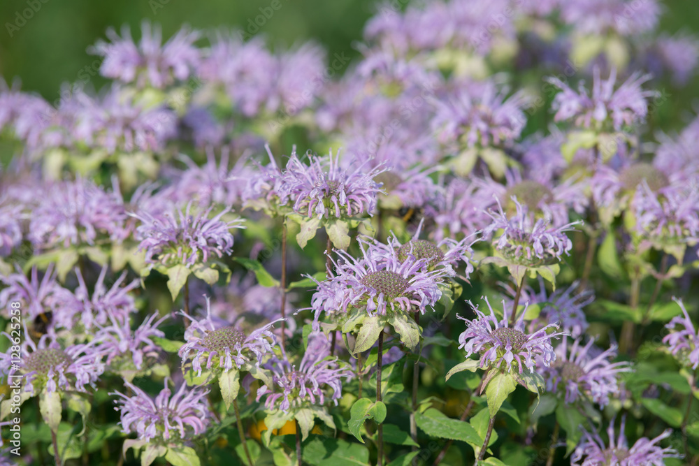 Monarda flowers. Monarda didyma Monarda flowers. Monarda didyma