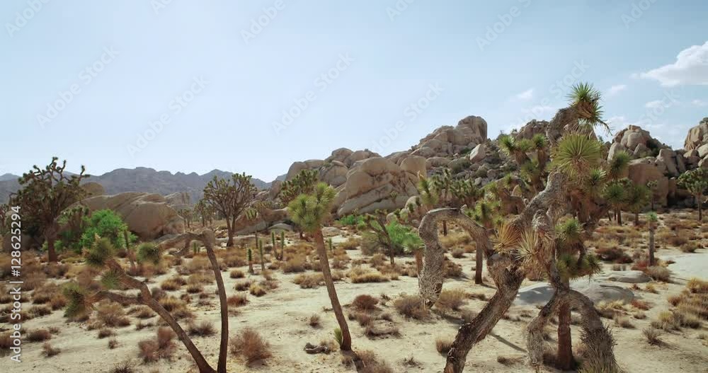 Landscape view of Joshua Tree National Park with Yucca and Joshua Tree. Desert view, cholla cactus garden. Landscape view of Joshua Tree National Park with Yucca and Joshua Tree. Desert view, cholla cactus garden.