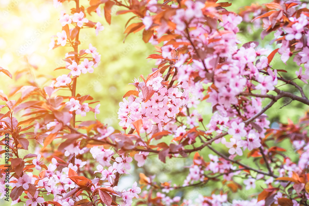 flowers and young leaves of cherry wood sakura flowers and young leaves of cherry wood sakura