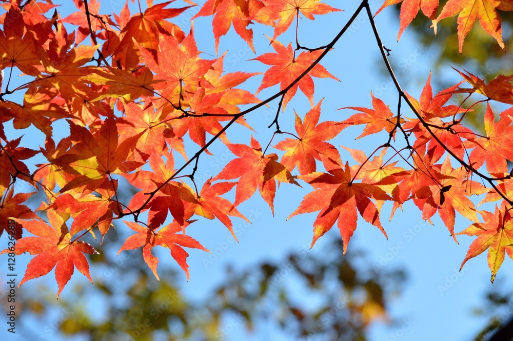 カエデの紅葉