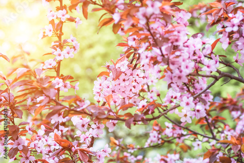flowers and young leaves of cherry wood sakura © fotolesnik