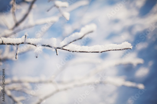 Winter tree branches covered with snow in sun light © hdesert