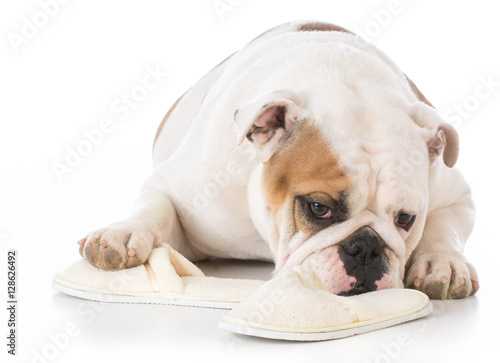 Fotografie dog chewing on slippers