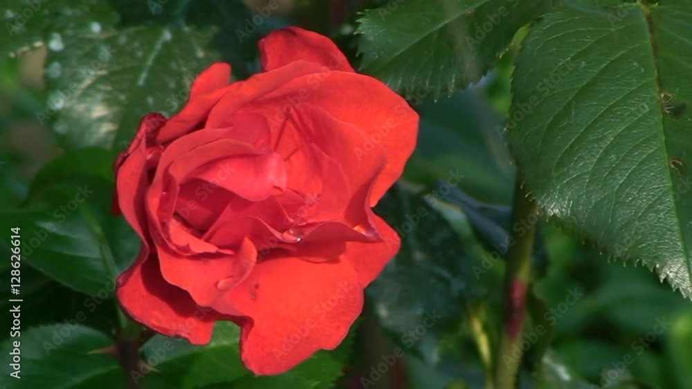 Eine hellrote Rose mit Wassertropfen verziert bewegt sich im Wind (Nahaufnahme) Eine hellrote Rose mit Wassertropfen verziert bewegt sich im Wind (Nahaufnahme)