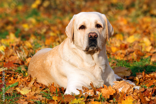 the yellow labrador in the park in autumn © yarvet