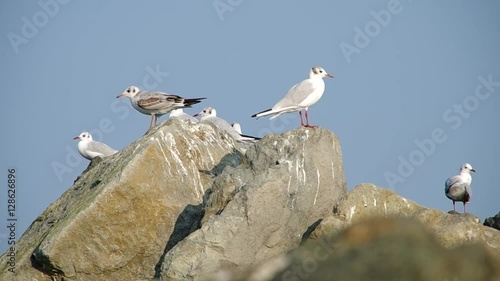 Seagull on the sea shore on the rock
