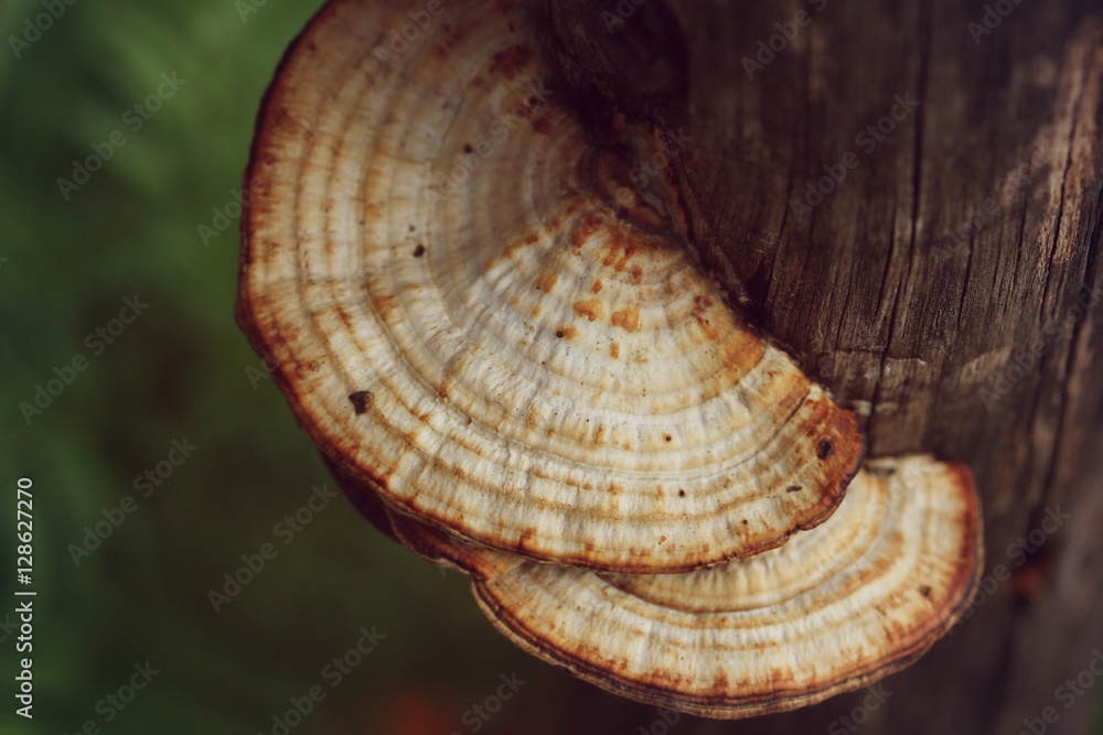 mushroom mushroom