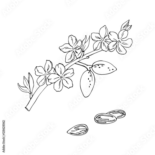 vector simple contour sketch of almond nuts and flowers