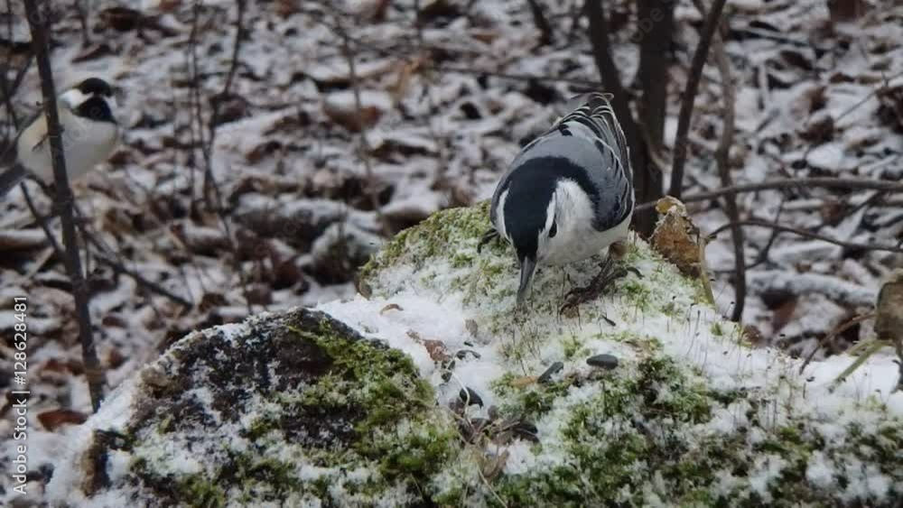 sittelle et mésange