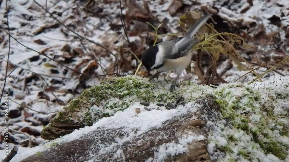 sittelle et mésange