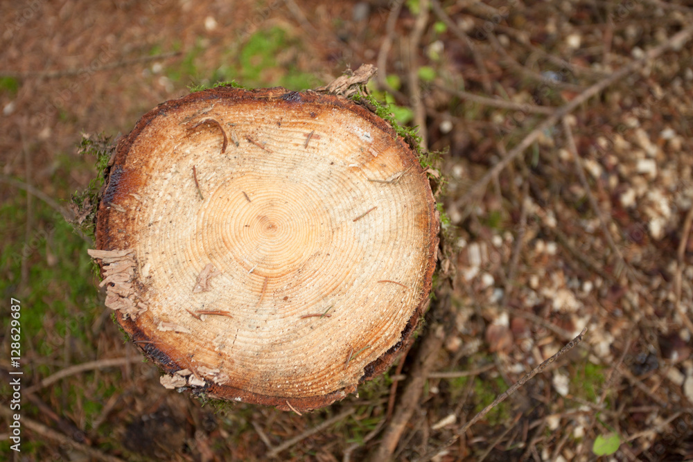 Cross section of a young pine tree