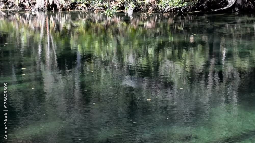 Manatee in Natural Environment . Manatee in Natural Environment .