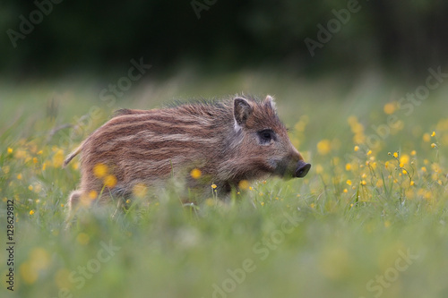 Wild boar piglet with blossoming flowers