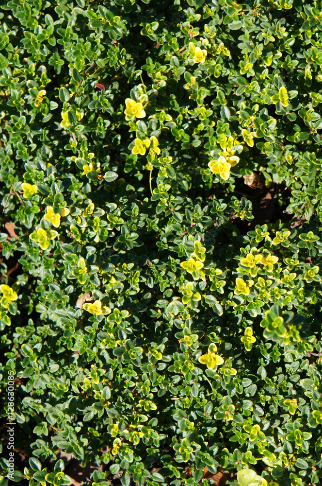 Green thyme or thymus plant in garden