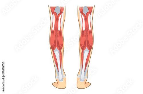 Calf Muscle of human. Illustration about human leg Anatomy.
