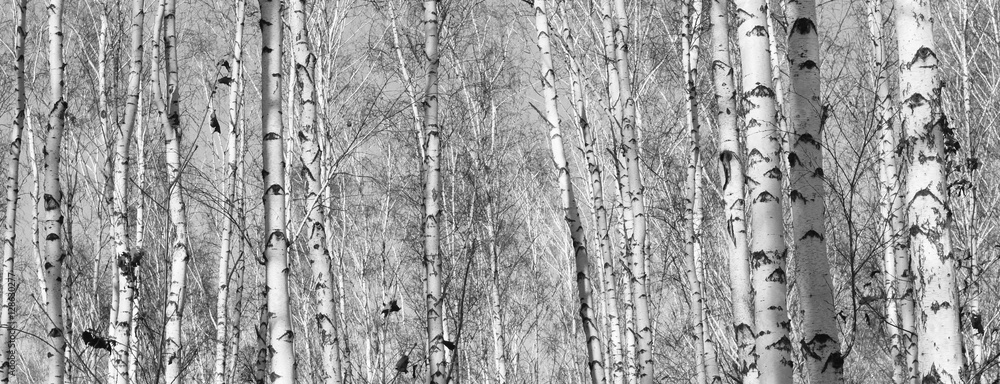 Naklejka premium birch forest, black-white photo, autumn landscape, beautiful panorama