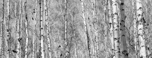 birch forest, black-white photo, autumn landscape, beautiful panorama