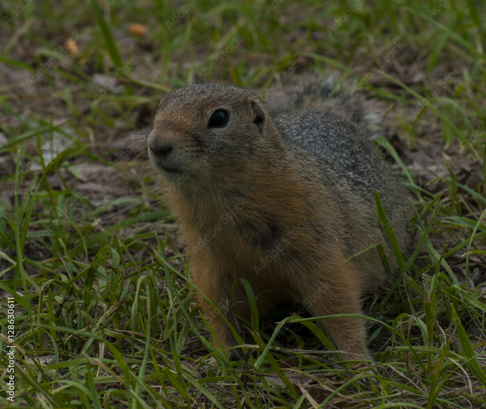 The gopher has pricked up the ears The gopher has pricked up the ears