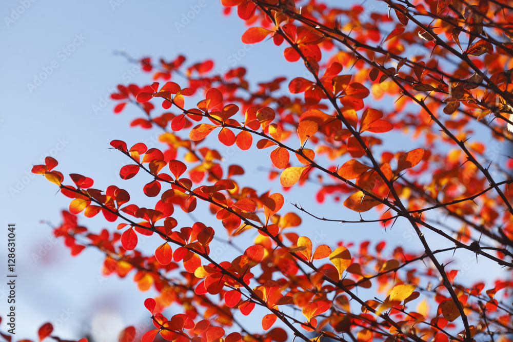 rot verfärbtes Herbstlaub an Zweigen rot verfärbtes Herbstlaub an Zweigen