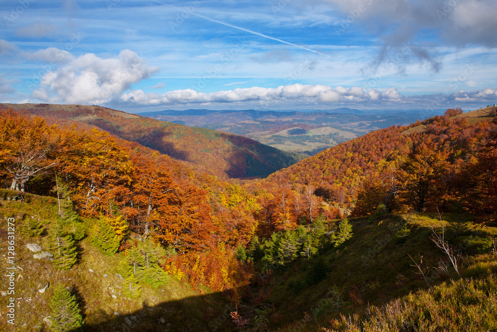 Yellow and red beech forests on the slopes of the Carpathians in the golden autumn season.