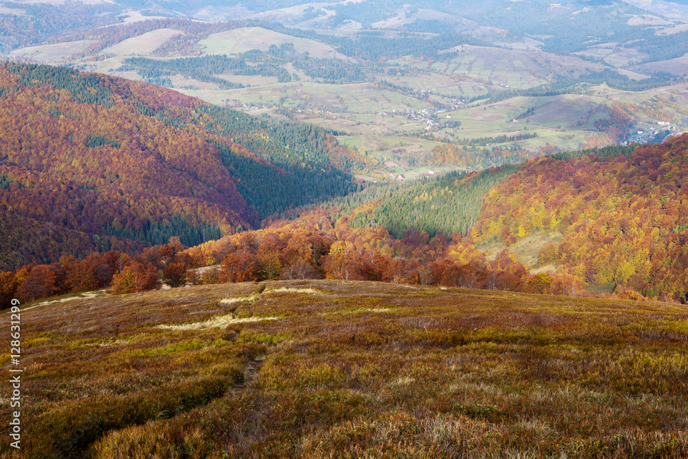 Obraz premium Yellow and red beech forests on the slopes of the Carpathians in the golden autumn season.