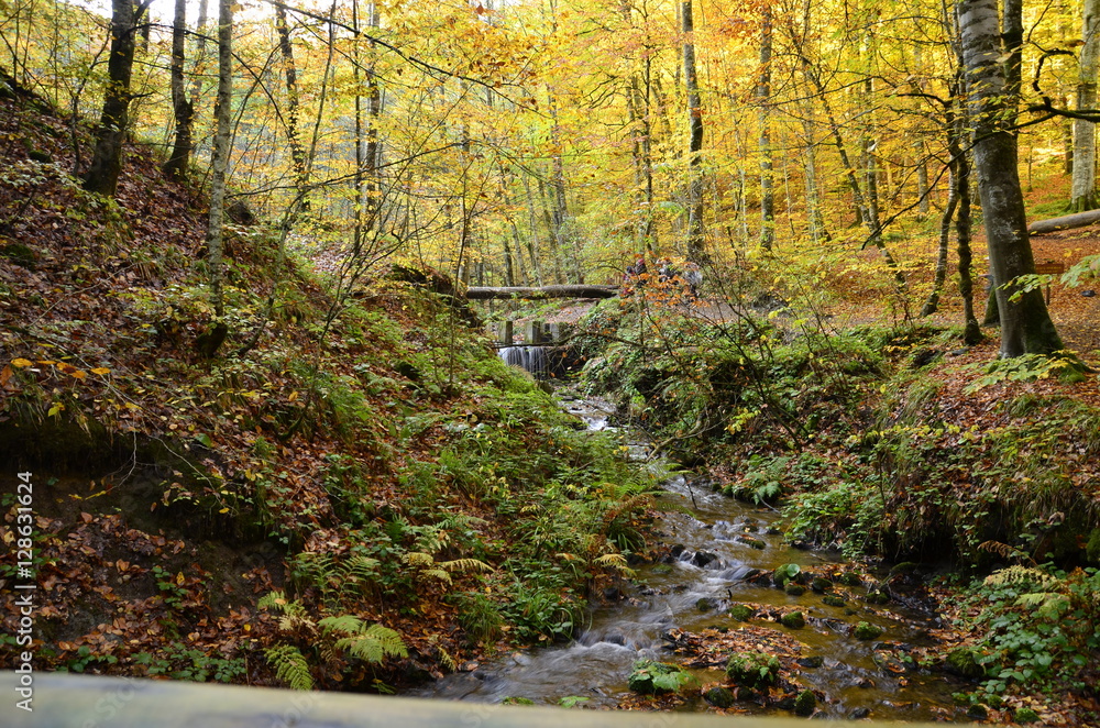 Fototapeta premium Ormanda Sonbahar
