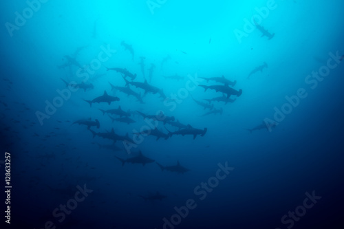 Cocos island hammerhead sharks