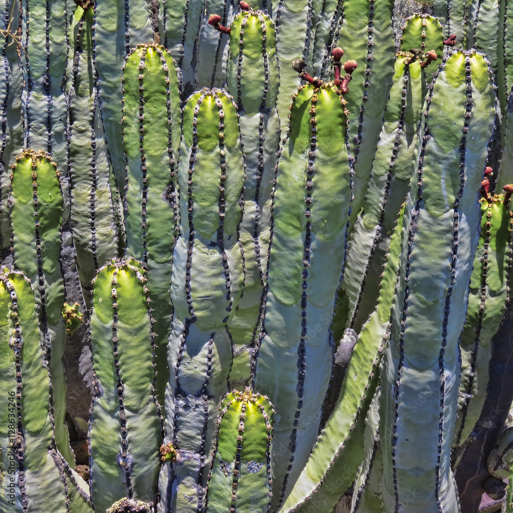 Fototapeta premium Cactus - Malpais de Guimar – Tenerife