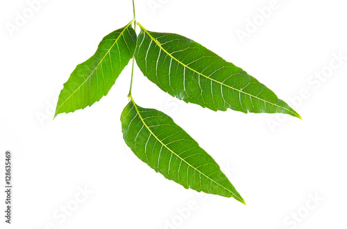 Margosa, nim or neem tree, genus Melia green leaf isolated on wh