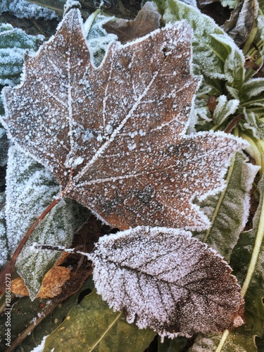 Laubblätter mit Frost