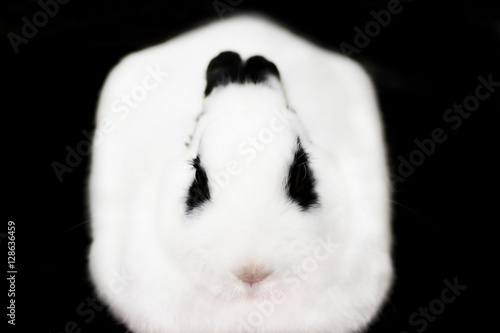 pet rabbit isolated on black background