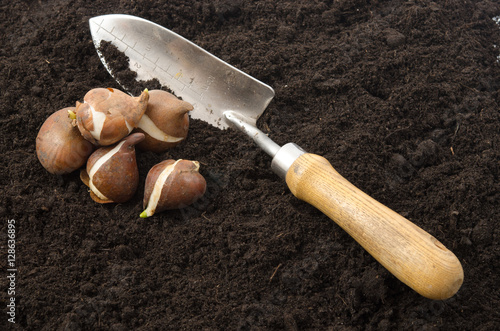 Fototapeta Naklejka Na Ścianę i Meble -  Tulpenzwiebeln pflanzen