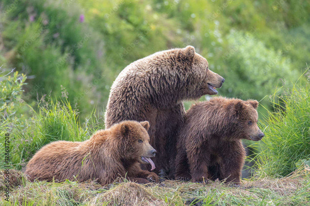 Sow and cubs of McNeil River, laying. Sow and cubs of McNeil River, laying.