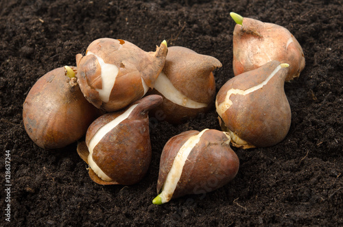 Fototapeta Naklejka Na Ścianę i Meble -  Tulpenzwiebeln pflanzen