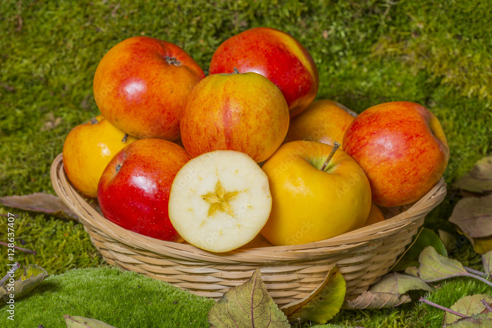 apples in a basket in the fall garden apples in a basket in the fall garden