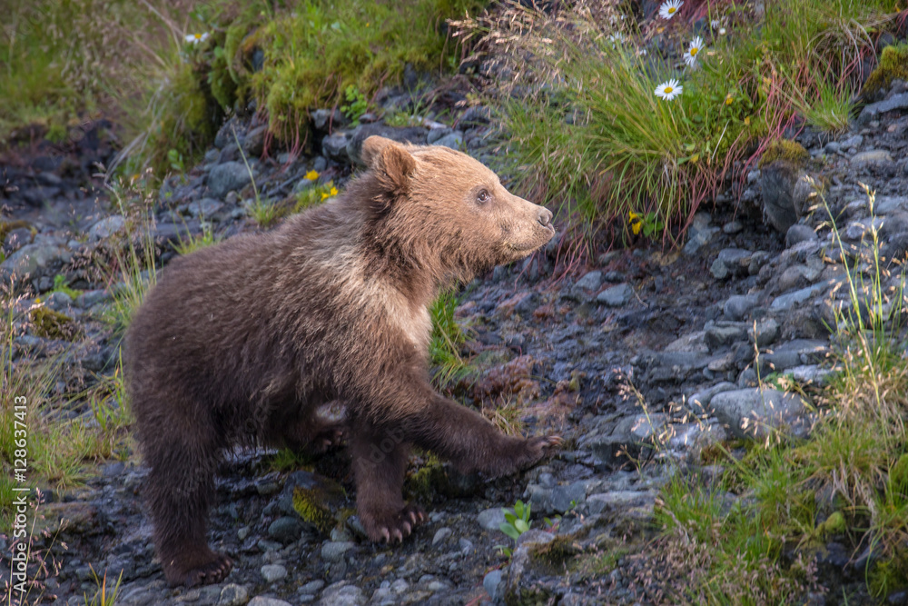 Small little first year cub. Small little first year cub.