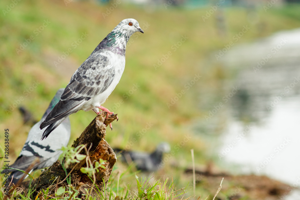Dove - a bird of peace. Beautiful pigeon close up.City birds. Dove - a bird of peace. Beautiful pigeon close up.City birds.