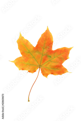 Autumn leaf isolated on white background