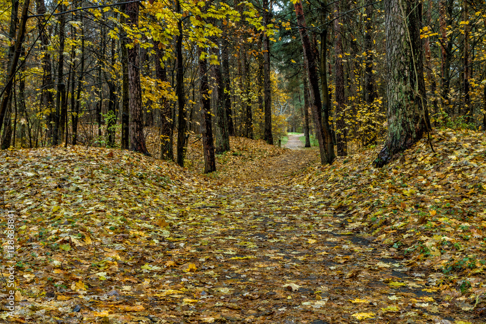 Forest in autumn Forest in autumn
