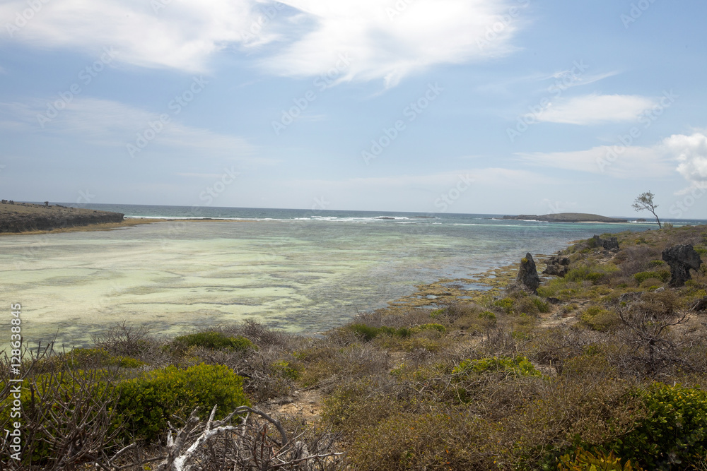 Coastal vegetation Amoronia orange bay, north of Madagascar