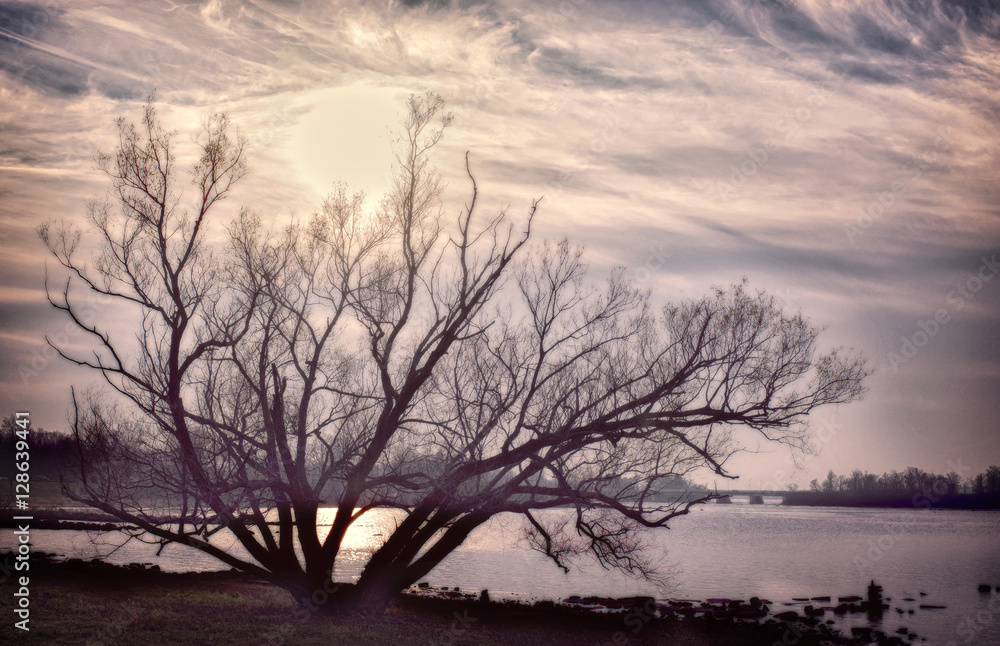 Fototapeta premium Trees at sunset