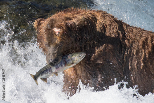 McNeil River Grizzly Bears, fish in their mouths at McNeil River Refuge. photo