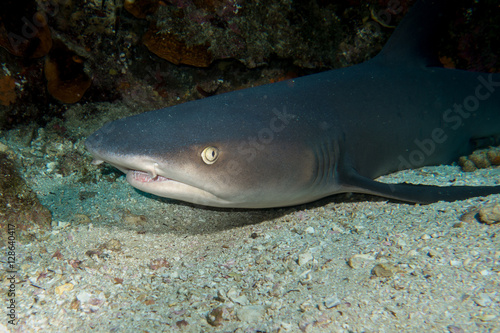 Whitetip Shark Cocos Island