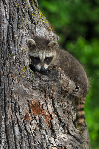 Young Raccoon (Procyon lotor) Peeks Out