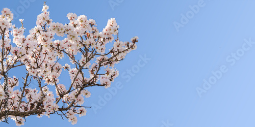 Photo Big branch of springtime blossom almond tree