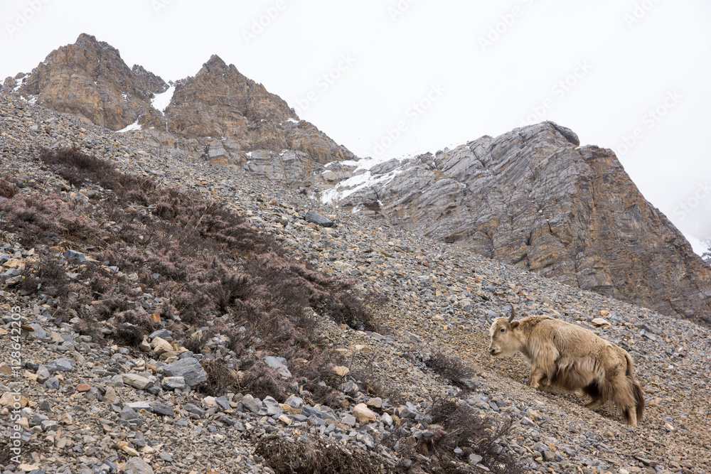Brown yak climbing on the mountain hill, Thorong Phedi, Annapurna Conservation Area, Nepal Brown yak climbing on the mountain hill, Thorong Phedi, Annapurna Conservation Area, Nepal