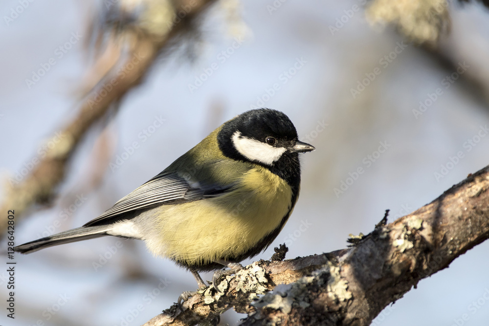 Great Tit (Parus major) on a tree branch in sunny winter day. Great Tit (Parus major) on a tree branch in sunny winter day.